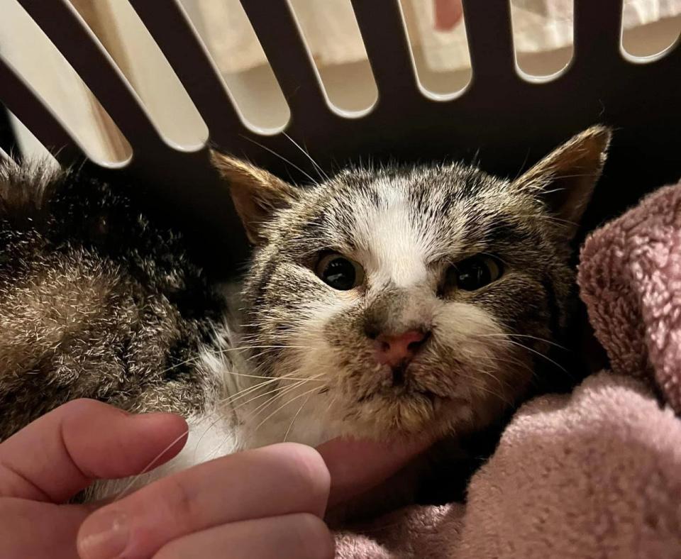 Marvin the cat in a carrier with a person's hand